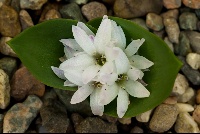 Polyxena maughanii